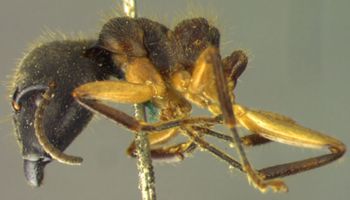 Media type: image; Entomology 21519   Aspect: habitus lateral view
